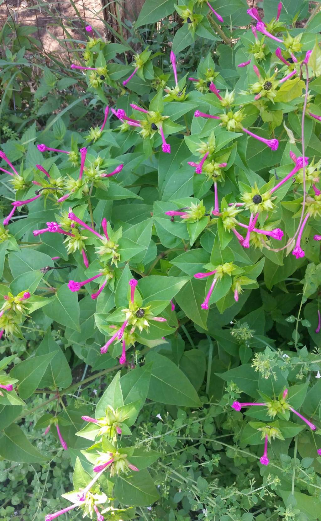 Bella di notte?  S,  Mirabilis jalapa (Nyctaginaceae)